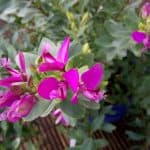 Sony Xperia C4 Photo 4